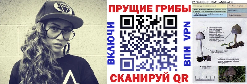 где найти наркотики Краснозаводск Псилоцибиновые грибы Magic Shrooms
